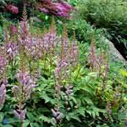 Astilbe 'Pumila'